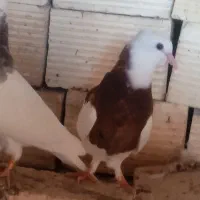 جفت جوجه طوقی|پرنده|سمیرم, |دیوار