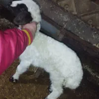 یک عدد بره ماده فر از نسل قزل افشار