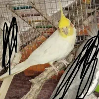 معاوضه عروس هلندی