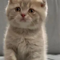 اسکاتیش بلوگلد