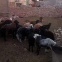 میش بره دار|حیوانات مزرعه|جلگه رخ, |دیوار