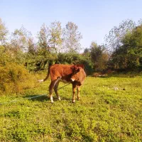 گاو گوساله محلی|حیوانات مزرعه|املش, |دیوار