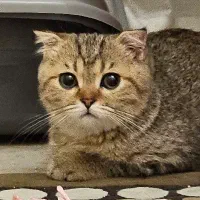 بچه گربه اسکاتیش فولد
