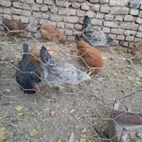 مرغ محلی تخمی