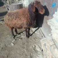 بره نر سالم به شرط هم برای قصابی وهم برای نگهداری|حیوانات مزرعه|ملایر, |دیوار