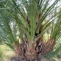 پاجوش خرما مضافتی