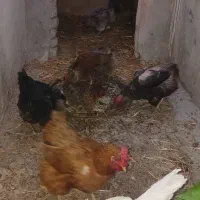 مرغ خروس