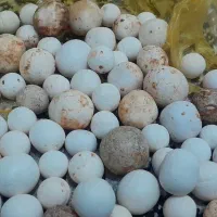 سنگ آسیاب تعداد محدود|کلکسیون اشیاء عتیقه|بیرانوند, |دیوار