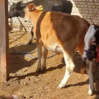 گوساله ماده بران|حیوانات مزرعه|اهواز, کیانشهر|دیوار