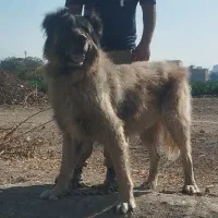 سگ سرابی|سگ|کرج, شهرک سهرابیه|دیوار