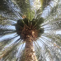 قطع درخت و نخل در سراسر استان|خدمات باغبانی و درختکاری|برازجان, |دیوار