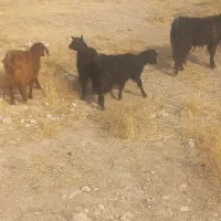 بزغاله ماده