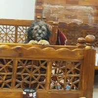 واگذاری سگ 3ماهه