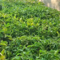نهال گوجه فرنگی هیبرید و خزانه ای