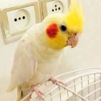 عروس هلندی سخنگو|پرنده|قم, شهرک توانیر|دیوار