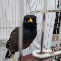 مرغ مینا|پرنده|بروجرد, |دیوار