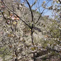 باغ ویلا زشک