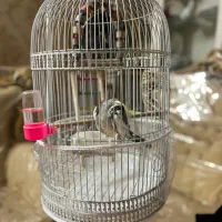 قفس پایه دار