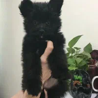 توله پامر تریر