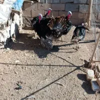 بوقلمون. نر|حیوانات مزرعه|باسمنج, |دیوار