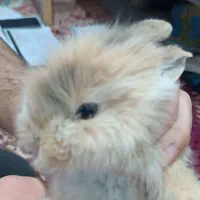 خرگوش لوپ بازیگوش