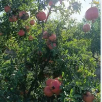 فروش دربست انارهای یک باغ در مهریز|خوردنی و آشامیدنی|یزد, |دیوار