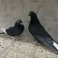 کبوتر کفتر پرشی درجه یک به شرط|پرنده|آمل, |دیوار