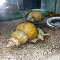 حلزون بزرگ|خزنده|بناب, |دیوار