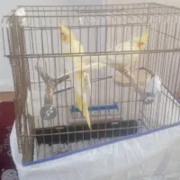 عروس هلندی مولد با جوجه|پرنده|کرج, حصارک پایین|دیوار