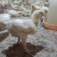 جوجه گوشتی راس ۳۰۸