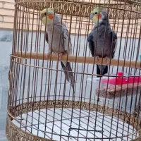 ۲ عدد عروس هلندی