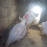 بوقلمون زنده ۴ عدد