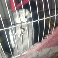 جفت عروس هلندی معاوضه با سگ خوب|پرنده|بندر ماهشهر, |دیوار