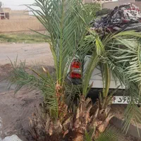 فروش درخت خرما