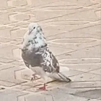 معاوضه کبوتر
