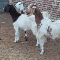 سه عددبزپاکستانی اصل جوان آبستن سه ماهه