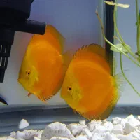 دیسکس ردملون