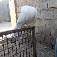 کبوتر تزئینی|پرنده|میناب, |دیوار