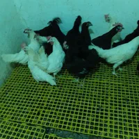 مرغ سیاه رسمی