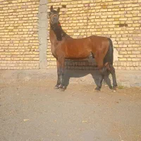 اسب کرد ۷دانگ