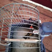 سیره عروسک|پرنده|سرپل ذهاب, |دیوار