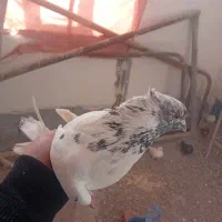 حدود۱۳ عدد کبوتر ناب و ساعتی همه چیز از عکس مشخصه