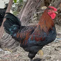 خروس گلین چهل تاج اصیل
