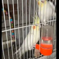 عروس هلندی دستی(لوتینو،آهویی،طاووسی)جفت مولدباتخم