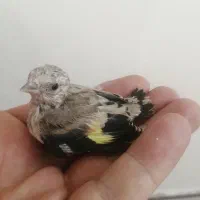 جوجه سهره نر