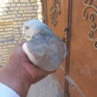 کبوترکاغذی(کوگ)