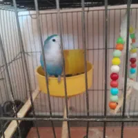 یک طوطی برزیلی بالغ|پرنده|شاهین دژ, |دیوار