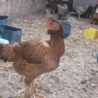 فروش یک عدد لار ی افغانی