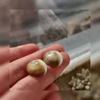 ضمانت مهره سبز