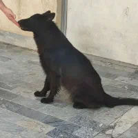 سگ ژرمن بلک